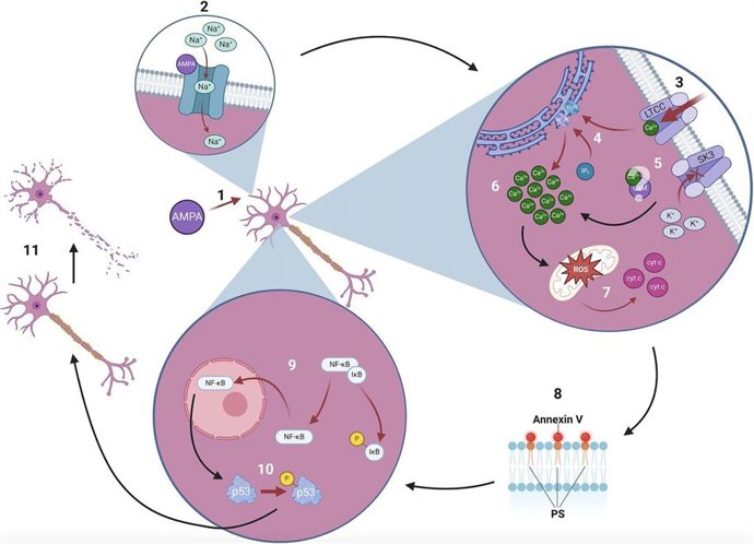 Esquema Explicación sencilla del papel del canal SK3 en la muerte neuronal