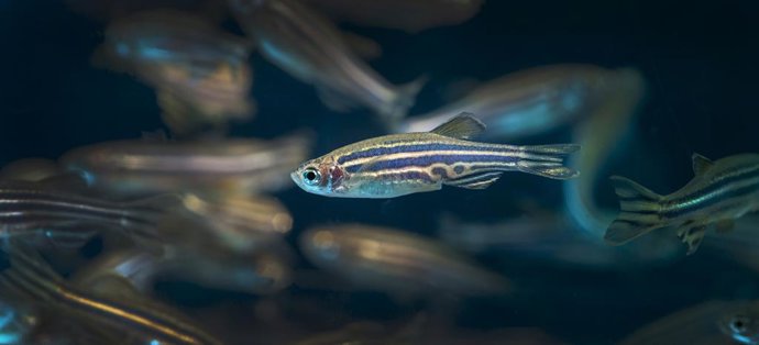 Peixe-zebra em um aquário