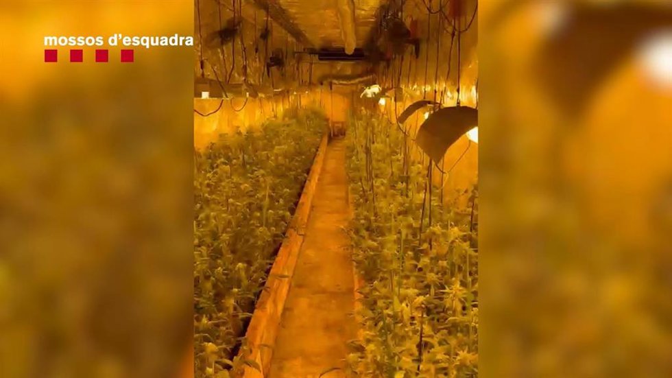 Plantación de marihuana