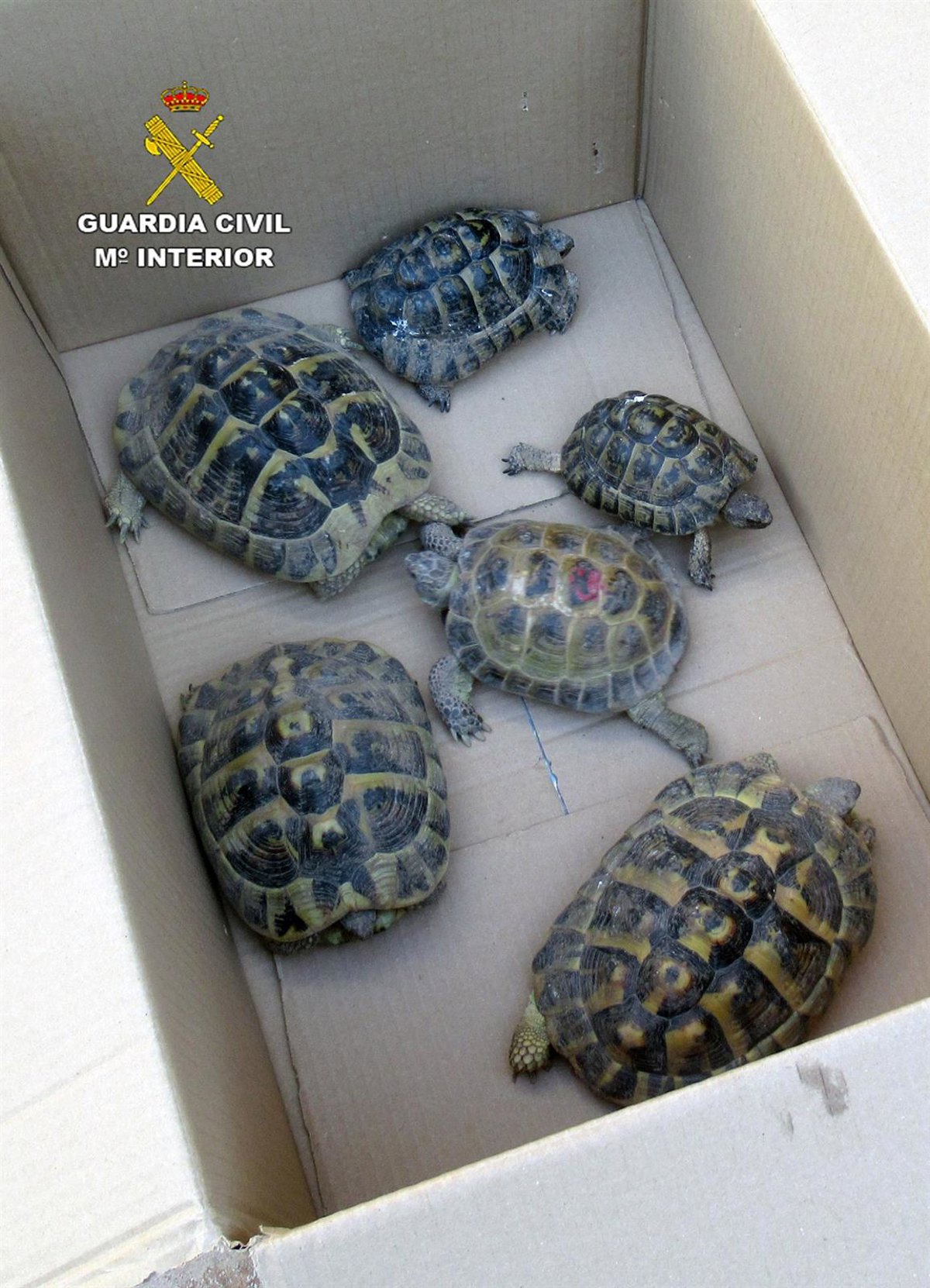 Investigan a un vecino de Molina de Segura (Murcia) por tener 6 tortugas protegidas en el jardín de su casa