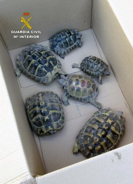 La Guardia Civil investiga a un vecino de Molina de Segura (Murcia) tras localizar en su vivienda seis tortugas protegidas o en peligro de extinción