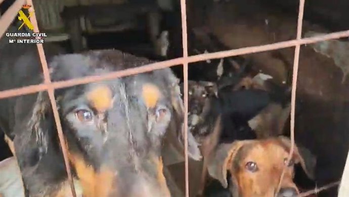 Perros hacinados en Arganda