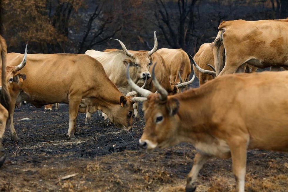 Archivo - Vacas