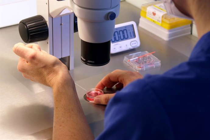 Archivo - Arquivo - Fertilização in vitro