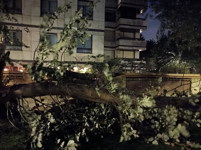 Árbol Caído Por El Viento.