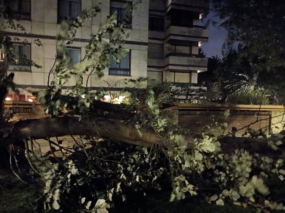 Árbol Caído Por El Viento.
