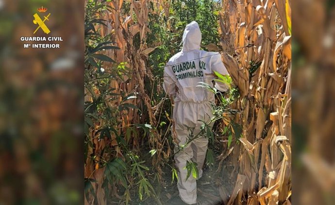 Cuatro burgaleses detenidos por cultivar marihuanana en Valoria oculta entre el maíz de varios agricultores.