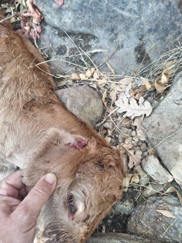 Ganado muerto en ataques del lobo en la Sierra Norte de Guadalajara.