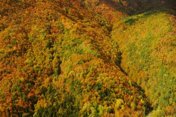 Vista del Bosque de Colores del Parque Nacional de Ordesa y Monte Perdido.