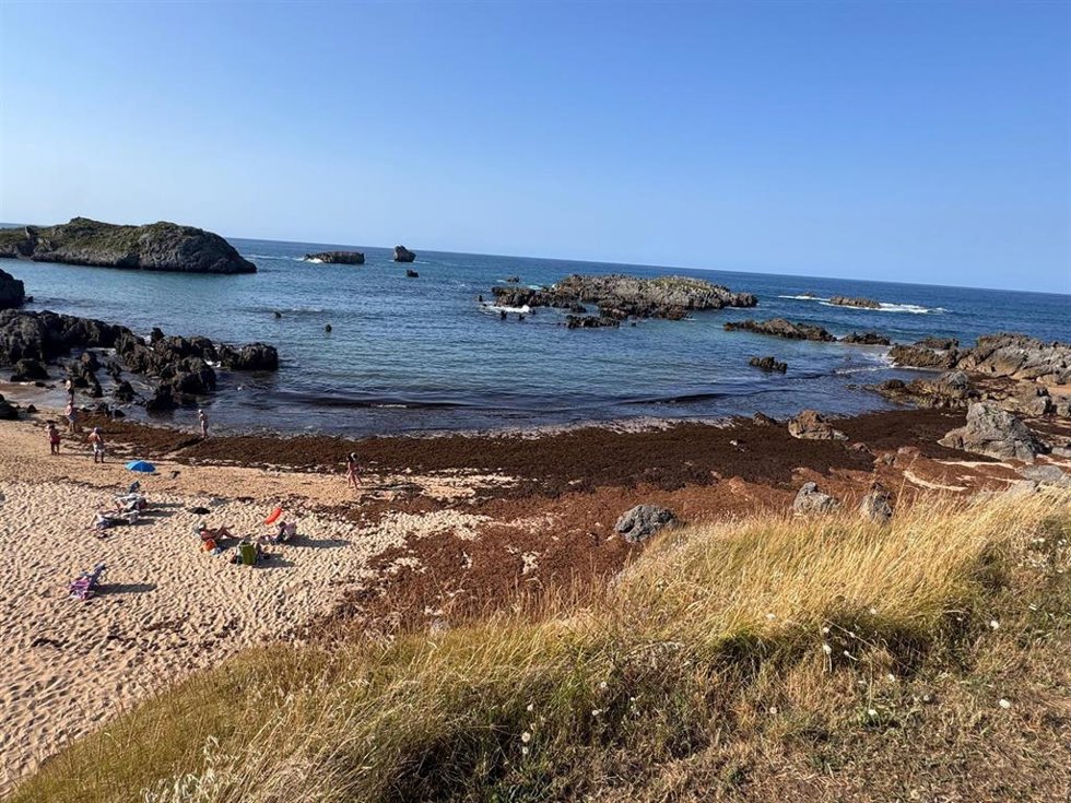 Archivo - Alga asiática en playas de Noja