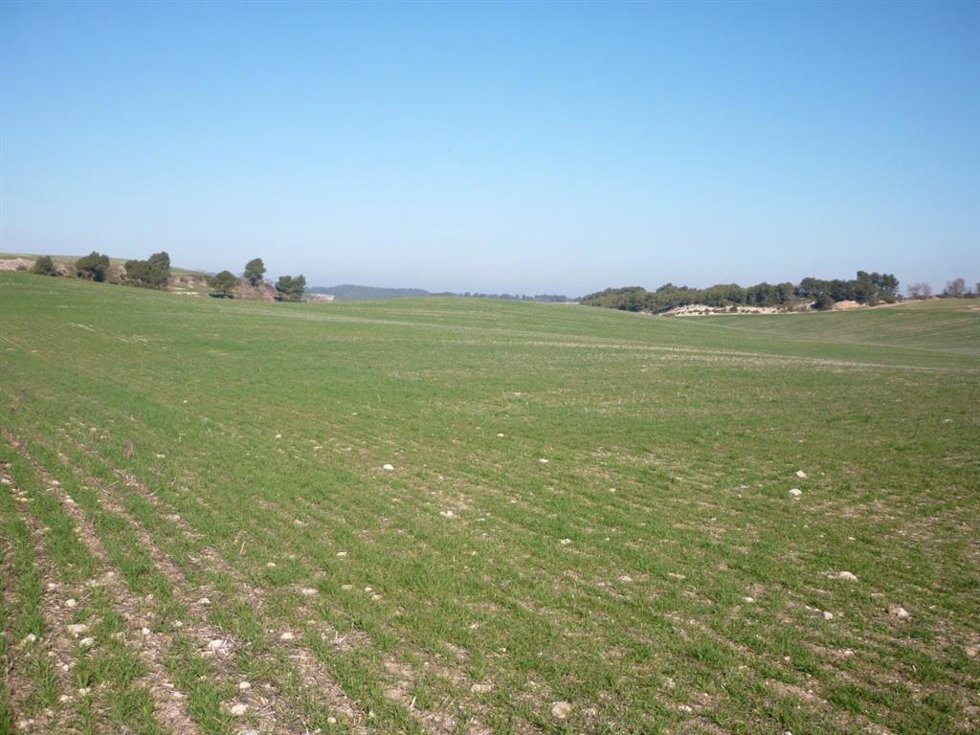 Archivo - Campo