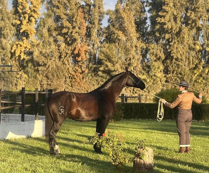 Caballo en la presentanción del Certamen Hispano-árabe 2025, que se celebrará en El Rocío.