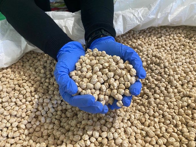 Garbanzos de la Indicación Geográfica Protegida 'Garbanzo de Escacena'.