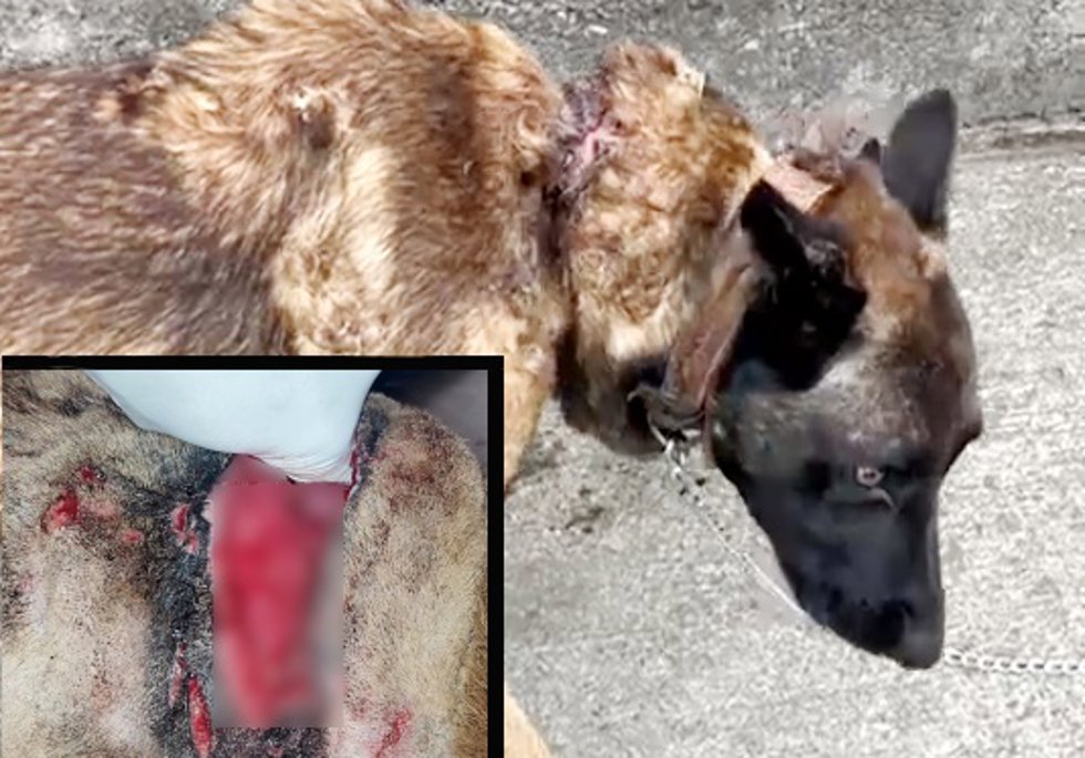 Detenido el cuidador de un perro que tenía lesiones en el cuello de un dedo de profundidad