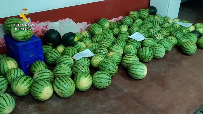 Sandías interceptadas por los agentes, que habían sido robadas de fincas de la provincia.
