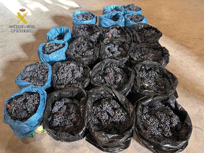 La Guardia Civil en La Rioja investiga a cuatro personas por el hurto de 500 kilos de uva en Briones