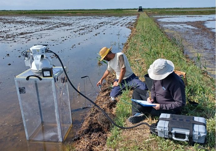 Muestreo de Bioresilmed en un arrozal en el delta del Ebro.