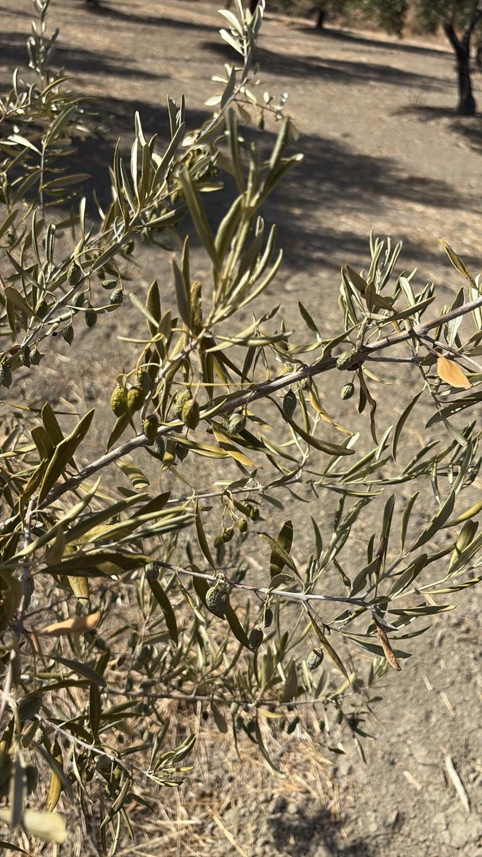 Estado de la aceituna