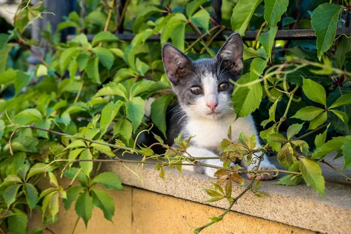 Archivo - Gato (Imagen de archivo). 