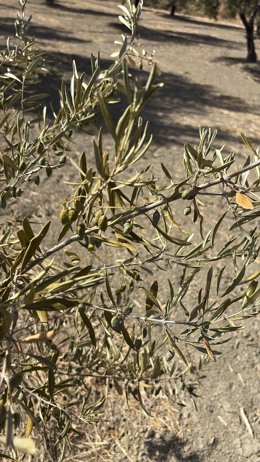 Estado de la aceituna