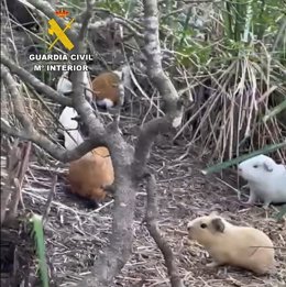 La Guardia Civil investiga a un hombre que dejó cobayas en una finca de Ciutadella.