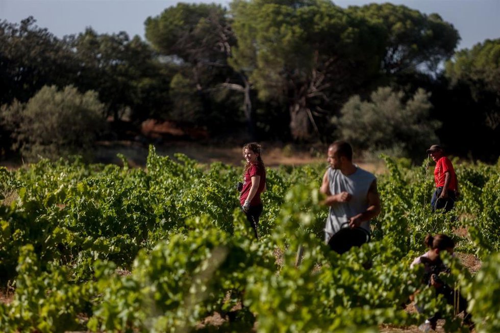 Archivo - Un trabajador recoge uvas en el campo, a 23 de agosto de 2022, en San Martín de Valdeiglesias, Madrid (España). 