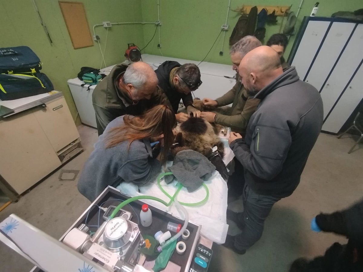 Reintroducida en el medio natural la osezna Alba tras su adaptación en un recinto de Valsemana (León)