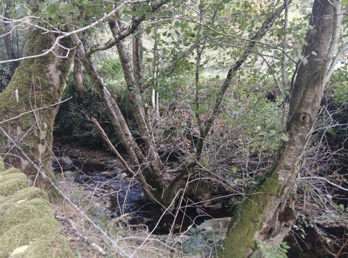 La Confederación Hidrográfica del Cantábrico inicia las labores de conservación en el río Barcia en Santa Eulalia de Oscos