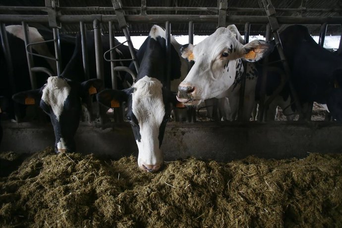 Archivo - Arquivo - Várias vacas em uma fazenda de gado leiteiro na paróquia de Piñeiro, em 14 de novembro de 2023, em Xermade, Lugo, Galícia (Espanha). Dezoito distritos veterinários foram afetados por um surto de Doença Hemorrágica Epizoótica (DHE), que