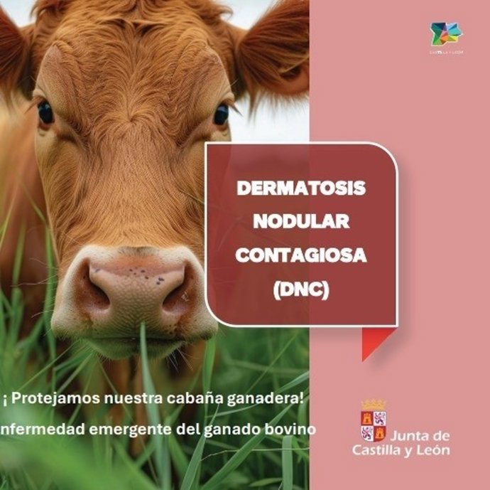 La Junta inicia una campaña informativa para reforzar la vigilancia y prevención de la Dermatosis Nodular Contagiosa