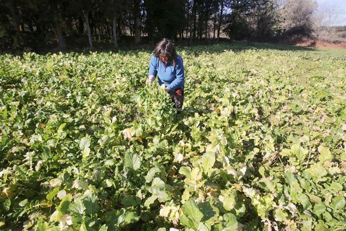 Archivo - Una mujer en una huerta familiar