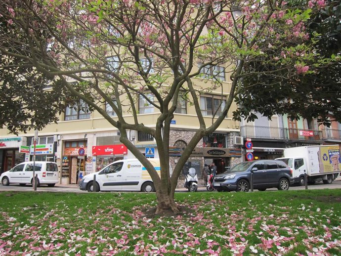 Archivo - Un árbol en Santander.-ARCHIVO            