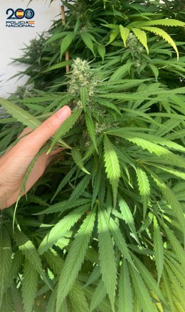Archivo - La Policía Nacional Ha Imputado A Un Hombre Por Un Delito Contra La Salud Pública Por Una Plantación De Marihuana En Ciutadella De Menorca.