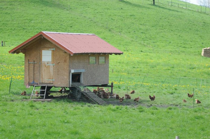 Archivo - Germany, Stegen - Freiburg (Black Forest)  - April 15, 2022.Organic farming. Mobile hen house  / Laying hens.