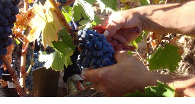 EpAgro - Agricultura