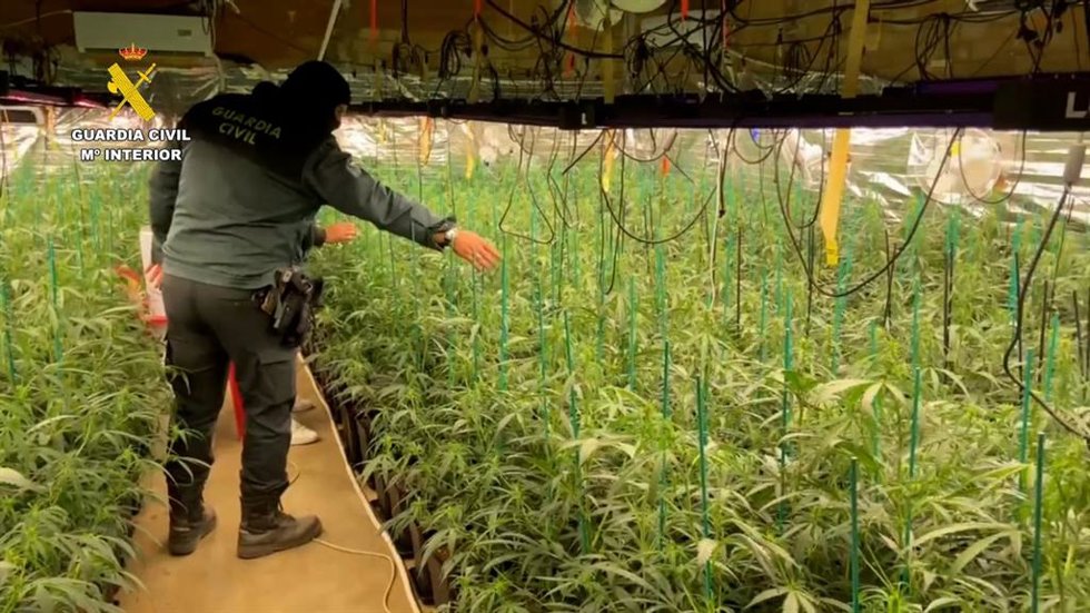 Plantación de marihuana hallada en Bonares (Huelva).