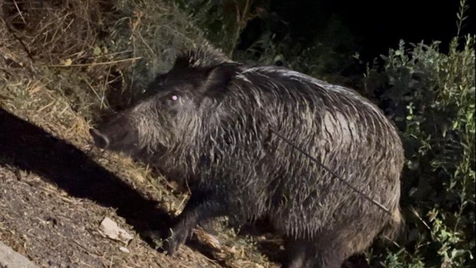 Jabalí herido de flecha en Batres