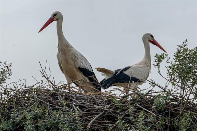 Archivo - Cigüeñas.
