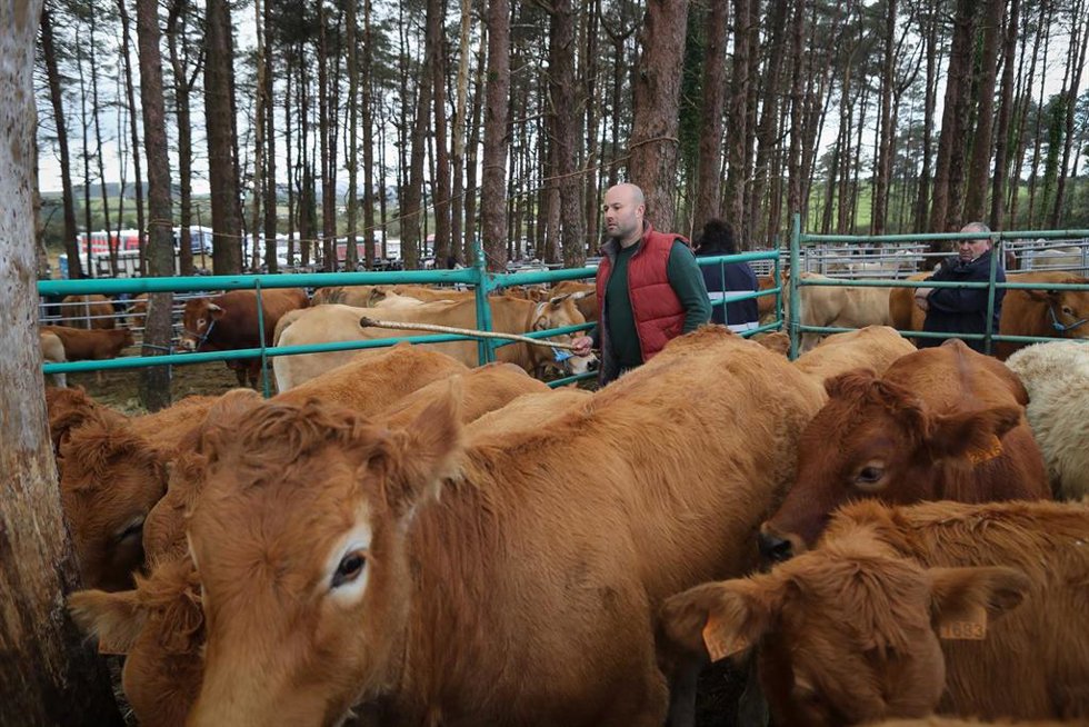 Varias vacas durante la Feria de Muras, Lugo