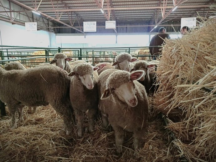 Archivo - Ganado ovino en la Feria Agroganadera de Trujillo, que se verá afectada por las restricciones por la dermatosis nodular contagiosa.
