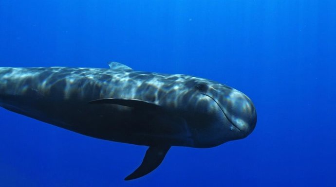 Internacional Ocean Film Tour, el festival de los océanos más grande de Europa, regresa a Lanzarote con su Volumen 11