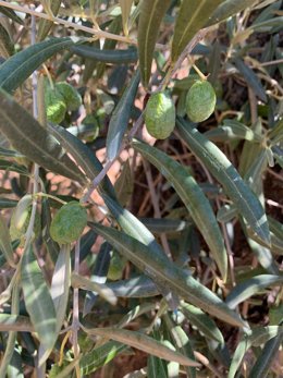 Aceitunas arrugadas en un olivo por falta de agua.