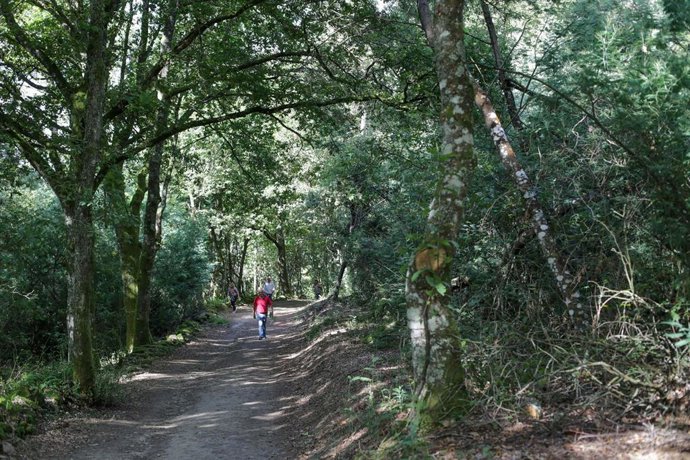Archivo - Un bosque de frondosas, en la Ribeira Sacra, a 1 de octubre de 2021,en A Cova, Saviñao, Lugo, Galicia, (España).