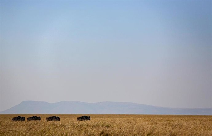 Archivo - Una mañana de ñúes en la reserva natural de Masái Mara, en Kenia (archivo)