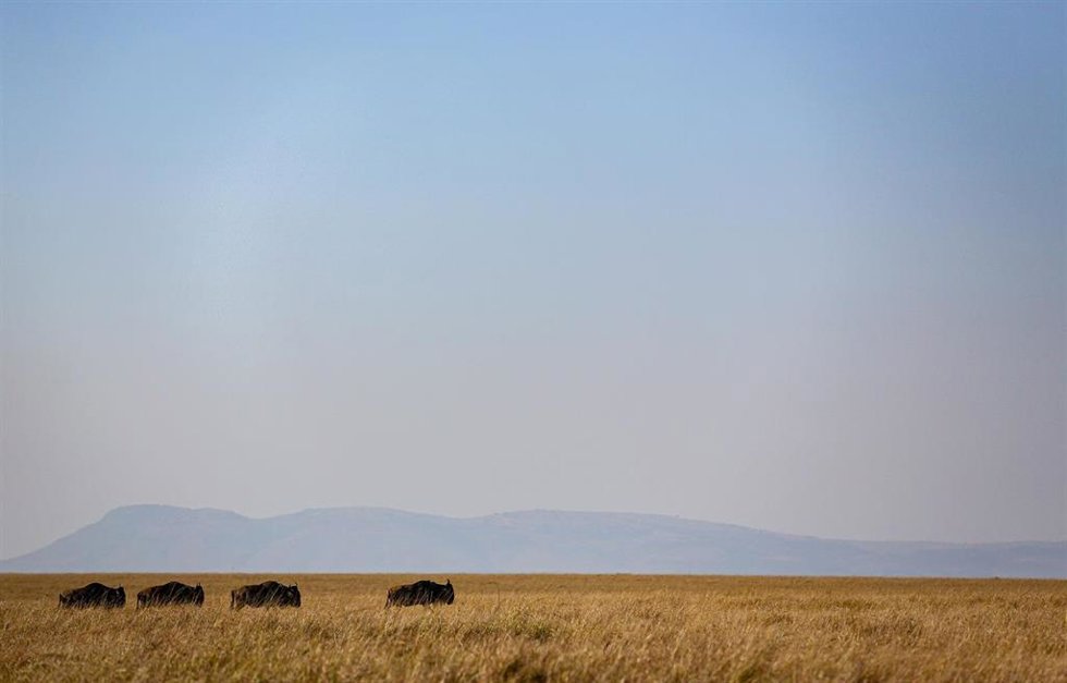 Archivo - Una mañana de ñúes en la reserva natural de Masái Mara, en Kenia (archivo)