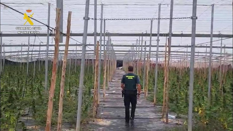 Marihuana intervenida en Balanegra (Almería).