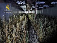 Desmantelan en Aspe una plantación con más de 2.400 plantas de marihuana