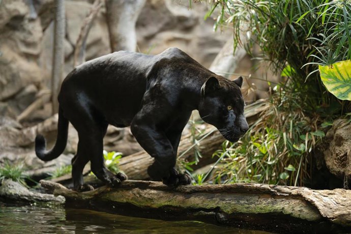 Jaguar 'Tito' que alberga Loro Parque