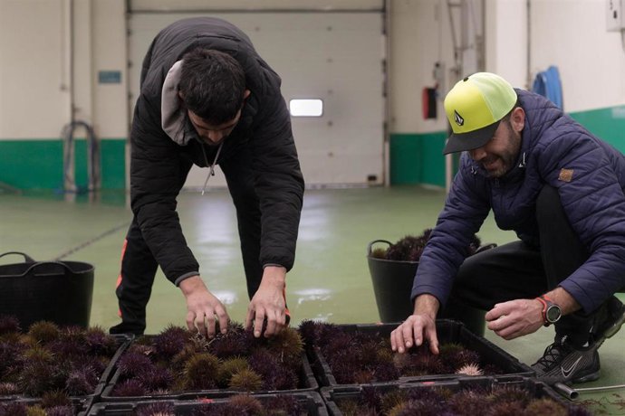 Archivo - Erizos en una lonja