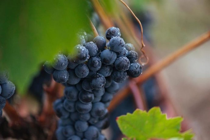 Rioja ultima su vendimia "centenaria", con una calidad excepcional